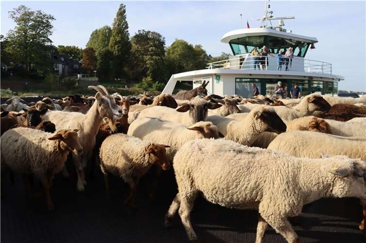 Am Nachmittag haben 420 Schafe und Ziegen, drei Hütehunde, ein Esel und ein Schäfer mit der Rheinfähre von Königswinter nach Bonn-Mehlem übergesetzt. Fotos: Rhein-Sieg-Kreis