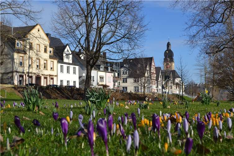 Am Rheinufer in Neuendorf erblühen die Krokusse auf Wiese neben dem Spielplatz. Die Osterglocken brauchen noch einige wärmere Tage. Foto: Stadt Koblenz/Verena Groß