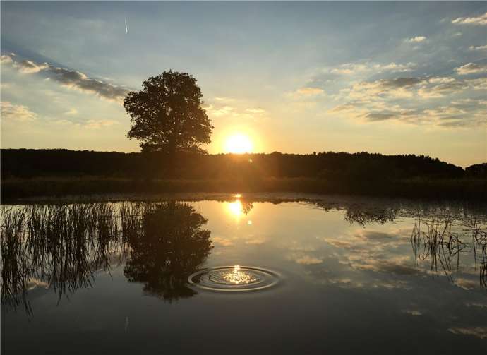 Am Rodder Maar lässt sich die Natur anhand vielfältiger Flora und Fauna erleben. Foto: Gabriele Arzdorf