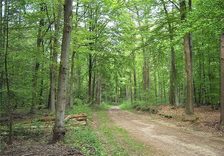 Am Samstag, 27. April 2019, findet die diesjährige Wanderung im Stadtwald statt.Foto: privat