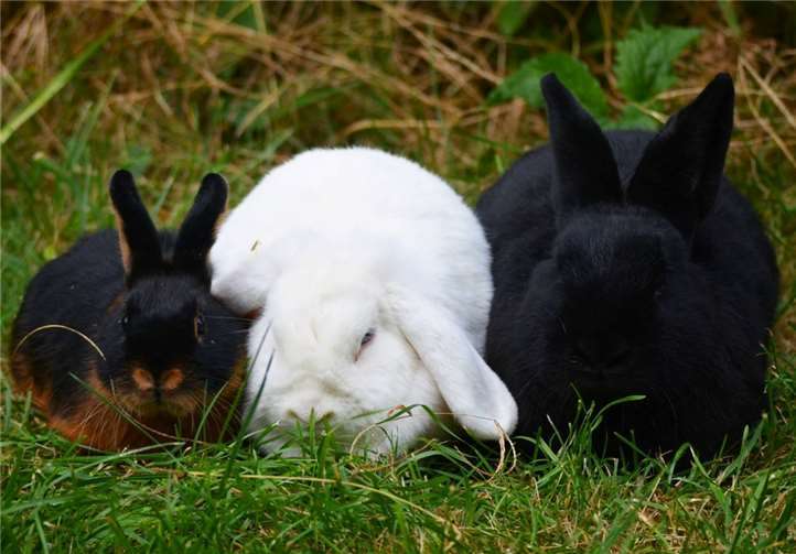 Am Samstagvormittag werden die Kaninchen von Preisrichtern bewertet. privat