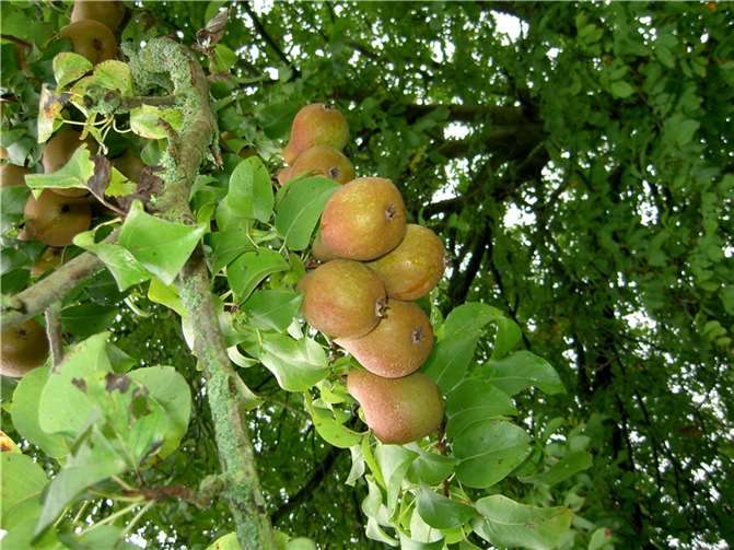 Am Sonntag, 17. September um 15 Uhr, wird eine zweistündige, kostenfreie Sortenexkursion über die Weitersburger Streuobstwiesen durchgeführt. Foto: Kreisverwaltung/Dr. Rüdiger Kape