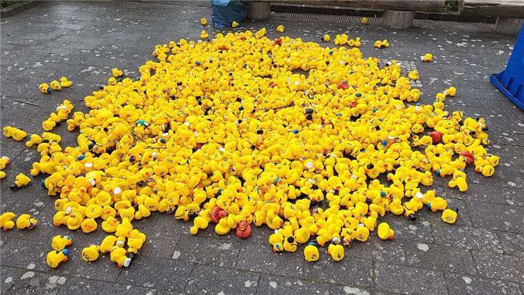 Am Sonntag, 28. September um 14.30 Uhr startet das 17. Entenrennen, wenn 1.500 Rennenten den Bachlauf gelb färben werden und um attraktive Preise kämpfen. Foto: privat