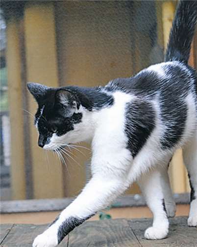 Am Sonntag, 5. Mai, ist im Tierheim Koblenz „alles für die Katz‘“. Tierschutzverein Koblenz und Umgebung e.V.