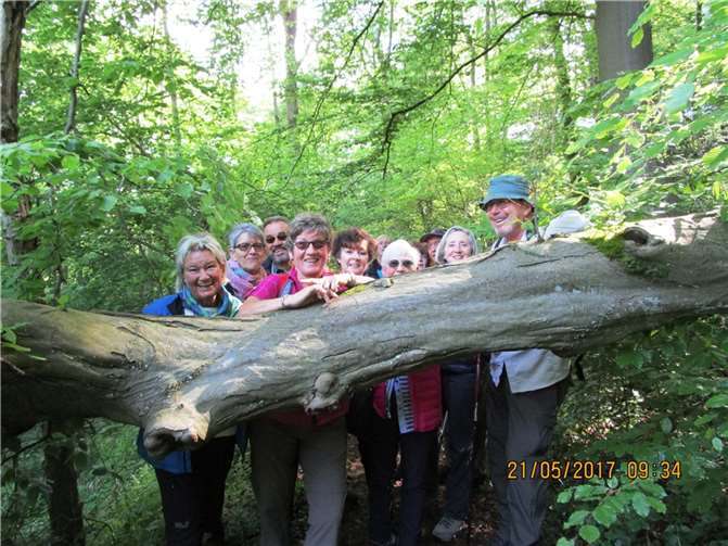 Am Waldschluchtenweg liegt manchmal auch ein Baum quer, wie im Jahr 2017 Fotos: Verkehrsverein