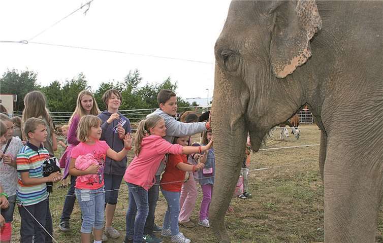 Am vergangenen Wochenende gastierte der Zirkus Knie in Ringen - zur großen Freude der Kinder. Volksbank Wachtberg eG