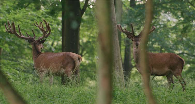 Am zehnten Mai startet die Naturdokumentation in den deutschen Kinos. BROADVIEW Pictures