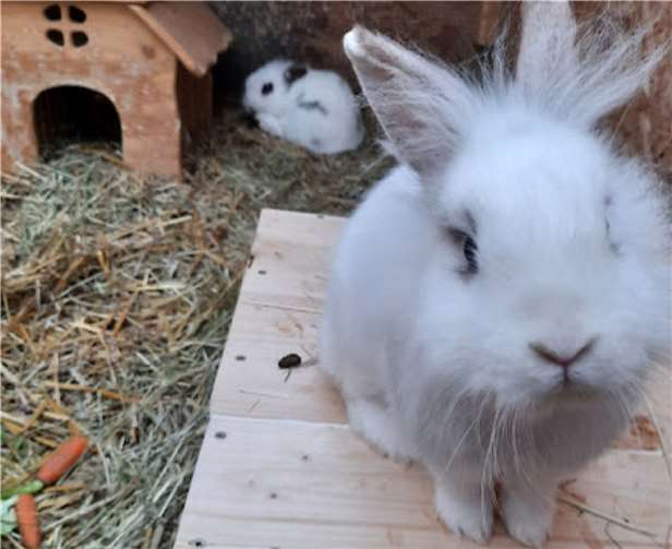 Amalia und Klopfer.  Foto: Tierheim u. Tierschutzverein Kreis Ahrweiler e.V.