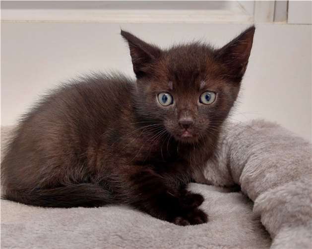 Amanty. Foto: Tierheim u. Tierschutzverein Kreis Ahrweiler e.V.