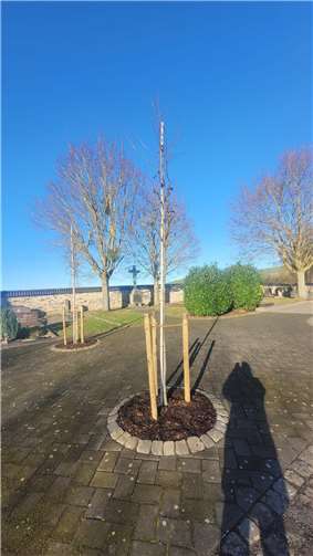 Amberbäume sind Tiefwurzler, und brauchen wenig Wasser.