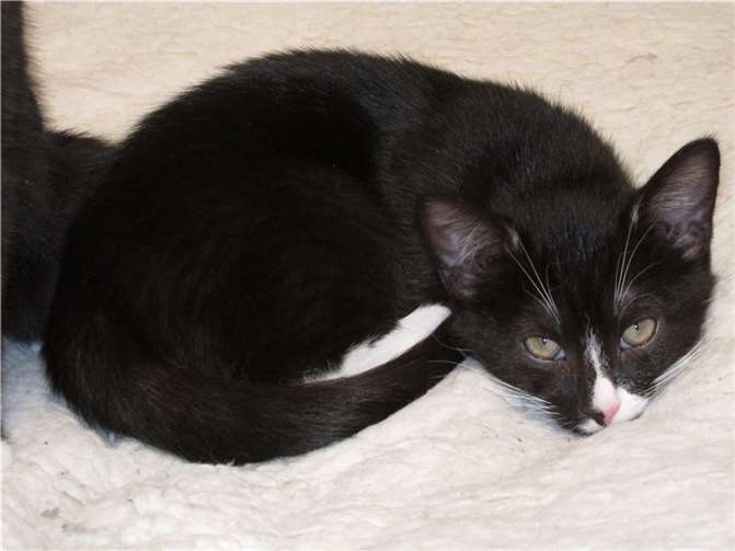 Ambrose. Fotos: privat