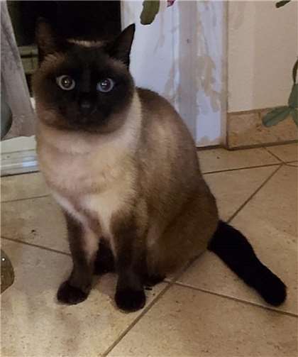 Amelie  Foto: Katzenschutzfreunde