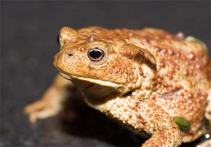 Amphibien sollen sicher zu ihren Laichplätzen wandern können. Foto: privat