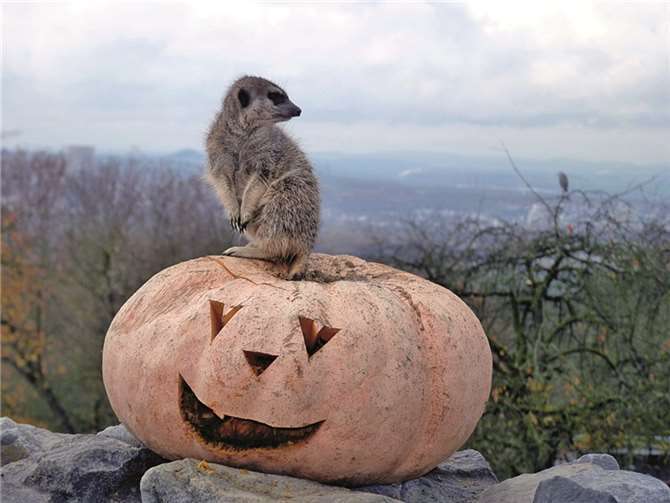 An Halloween wird es auch im Neuwieder Zoo richtig gruselig.privat
