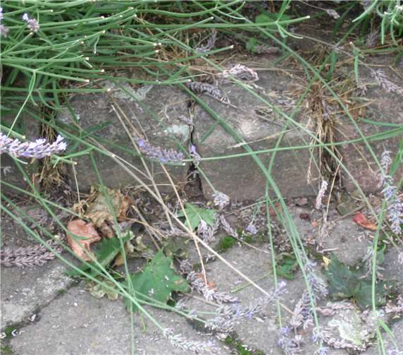 An den einst so schönen Lavendel erinnern nur noch Reste. Fotos: HVV