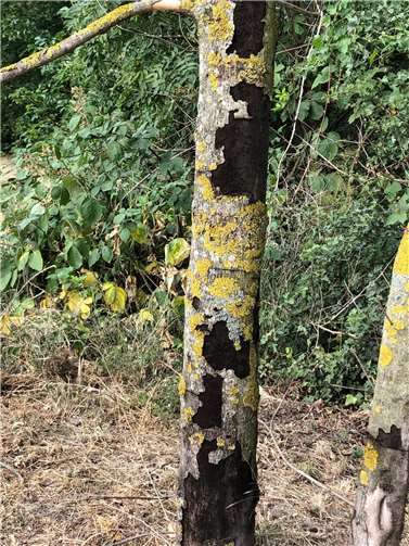 An den schwarzen Sporen ist die Rußrindenkrankheit zu erkennen. Der Pilz hat viele Ahorne im Stadtgebiet gefallen.