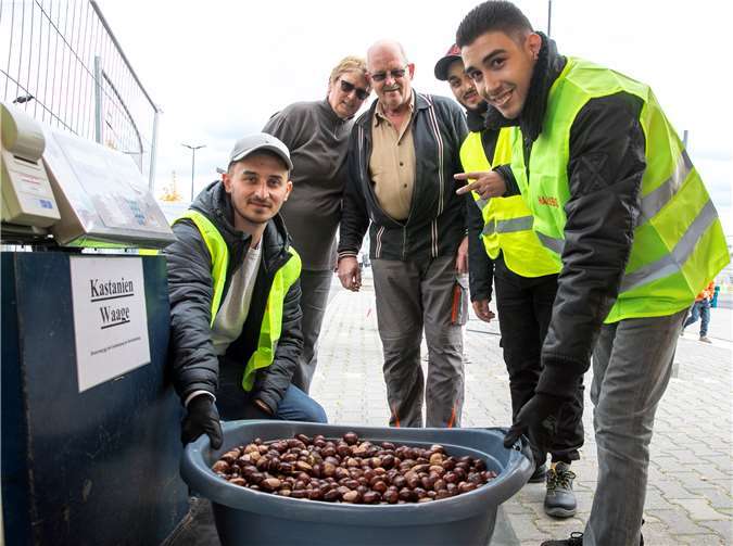 An der Kastanienwaage waren zahlreiche Mitarbeiter des Süßwarenherstellers Haribo zwei Tage lang damit beschäftigt, die Kastanien und Eicheln genau abzuwiegen.Fotos: JOST