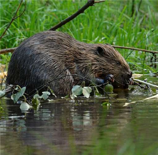 An der Urft-Talsperre hat auch der Biber Rückzugsorte und Lebensräume gefunden.privat