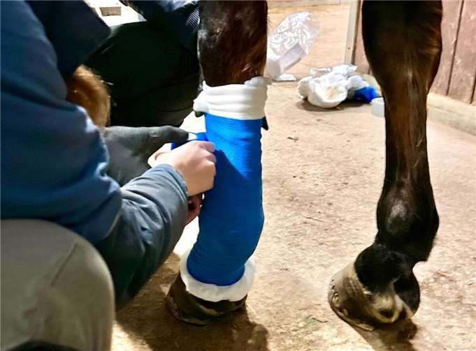 An der Verbandstation lernten die Teilnehmer, wie man Standard- und Hufverbände anlegt. Foto: privat