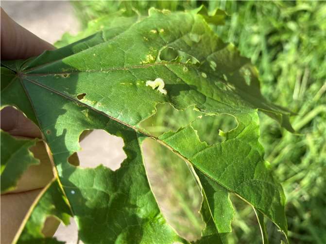 An die „kleine Raupe Nimmersatt“ erinnert der Nachwuchs des kleinen Frostspanners, der zahlreiche Bäume in Wallersheim befallen hat.