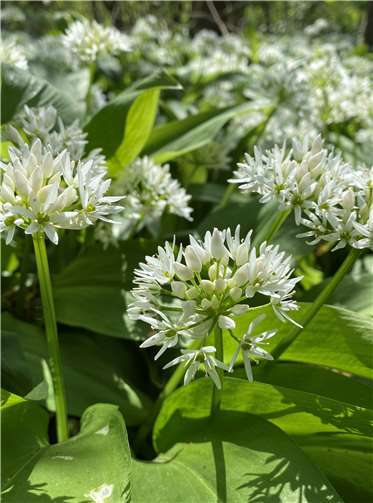 Die Flora der Eifel An feuchten Stellen treibt der Bärlauch seine Blüten.