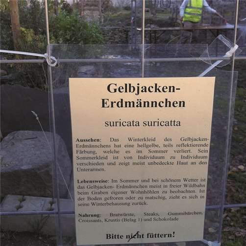 Andernach. Dieses Foto schickte uns Rudolf Böttcher aus Andernach. Es entstand bei den Ausgrabungen am Weisheimer-Gelände in Andernach. Hinter einem Zaun entdeckte Leser Böttcher ein „Gelbjacken-Erdmännchen“ .Rudolf Böttcher