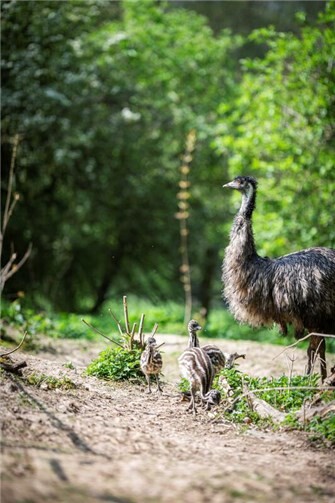 Anfang März sind drei Emu-Küken im Zoo Neuwied geschlüpft.