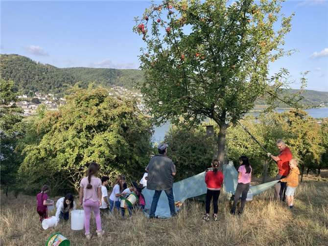 Anfang September machten sich 32 Schülerinnen und Schüler der Maximilian-Kolbe-Schule gemeinsam mit dem Arbeitskreis Kulturlandschaft Rheinbrohl auf den Weg in Richtung Rheinbrohler Lay, um zu erleben, wie aus Äpfeln Saft hergestellt wird. Foto: privat