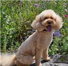 Angel (Linz), 11 Jahre alt. 