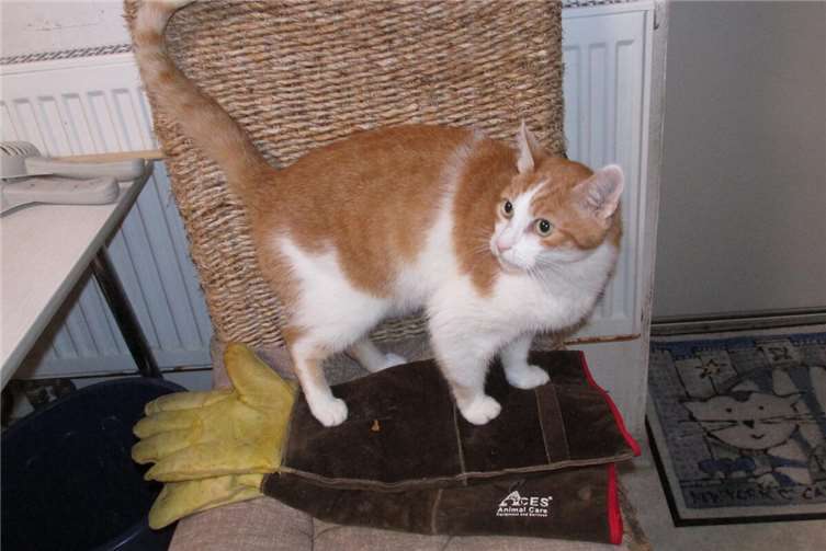 Angelo. Foto: privat