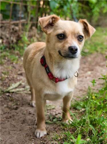 Angie – Chihuahua Mix kam aus Rumänien ins Tierheim.