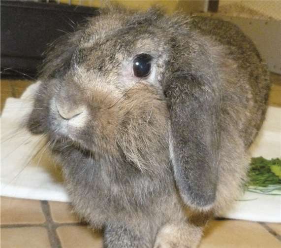 Angora ist freundlich, zahm und verschmust, versteht sich allerdings nicht mit selbstbewussten Weibchen. privat