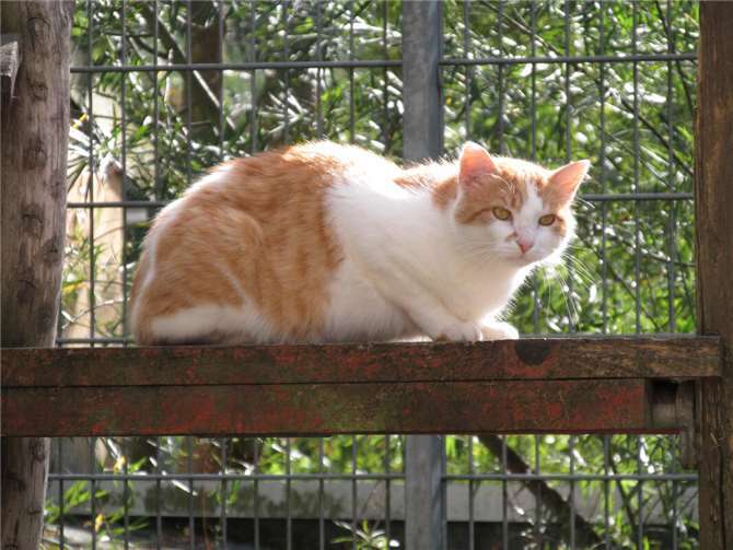 Angus.  Fotos: privat