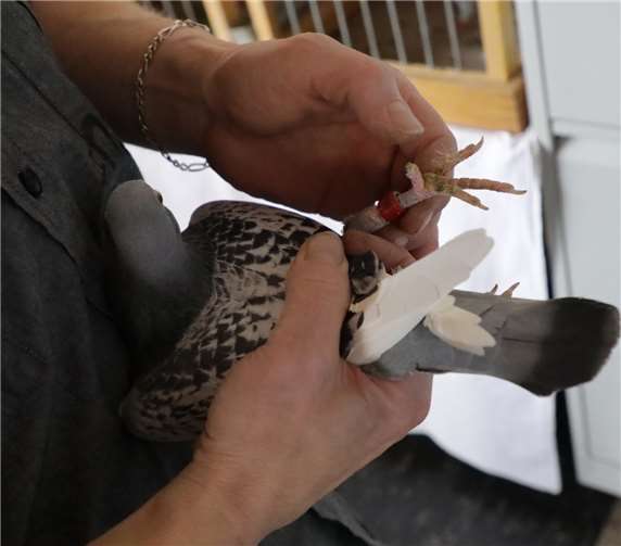Anhand der jährlich wechselnden Farbe des Ringes erkennendie Sachkundigen gleich das Alter der Taube.