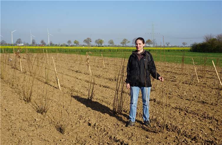 Anna Lena Müller besichtigt die Baum- und Heckenpflanzung auf der Ausgleichsfläche.Fotos: Gemeinde Swisttal