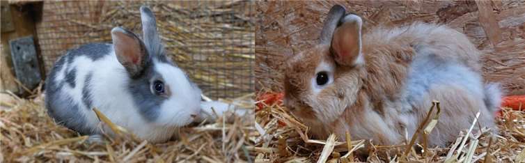Anna und Carlos.  Foto: Tierheim u. Tierschutzverein Kreis Ahrweiler e.V., Claus Krah