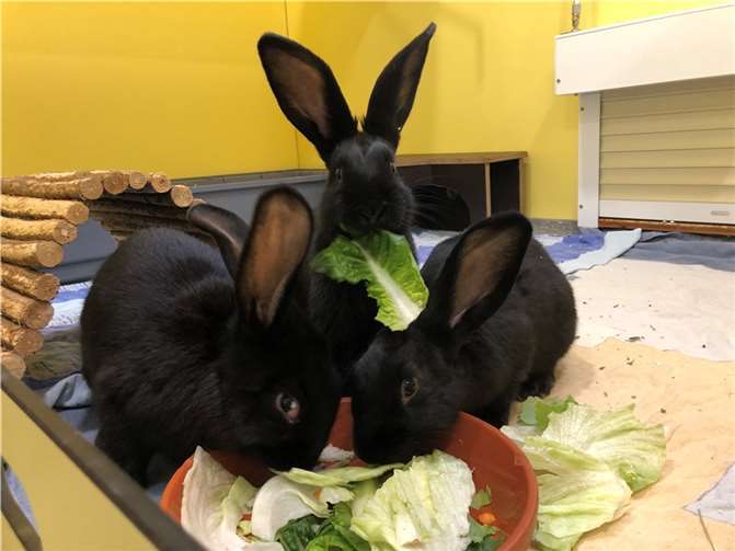 Annegret, Hertha und Elfriede.