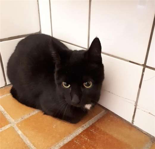 Anni – gepflegte Fundkatze aus Mayen.