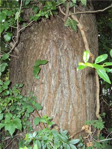 Ansicht des Stammes der Ulme.