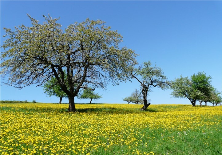 Ansicht einer Streuobstwiese. Privat