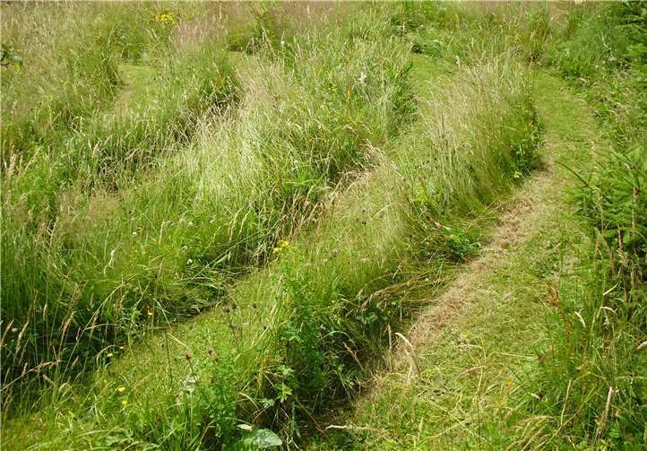 Anstatt Rasen ein Wiesenlabyrinth.Fotos: Gartenakademie RLP