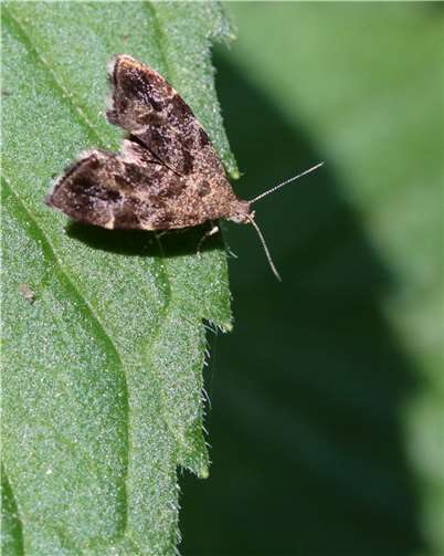 Anthophila fabriciana Nesselmotte. Foto: NABU KV Ahrweiler