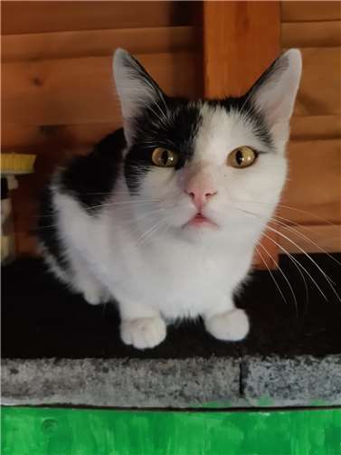 Anton.  Foto: privat