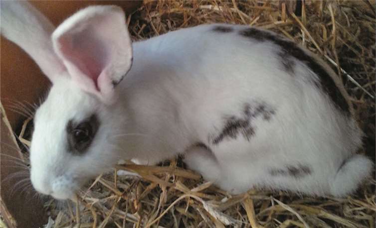 Anton wünscht sich ein perfektes Kaninchenleben. privat