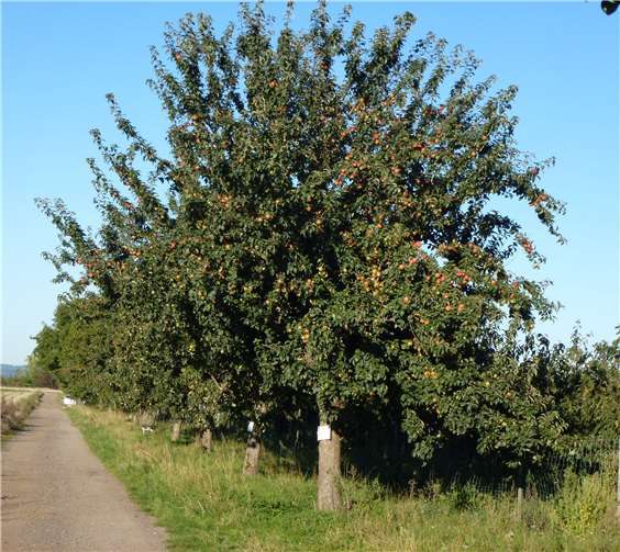 Apfelbäume entlang des Bassenheimer Streuobstwiesenweges.privat