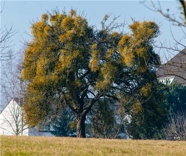 Apfelbaum mit starkem Mistelbefall.  Foto: Marcel Weidenfeller
