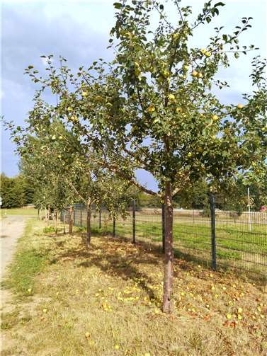 Apfelbaumweg, nördlich des Gewerbegebietes Ost; Saison 2020. Foto: privat