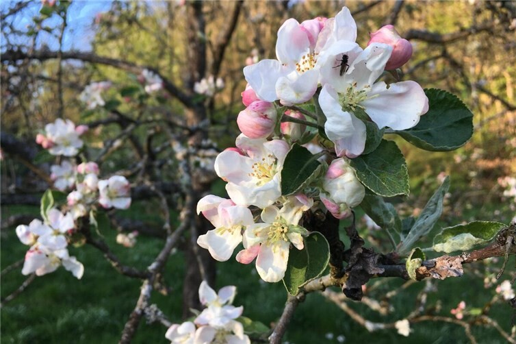 Apfelblüte in Antweiler, Streuobstwiese