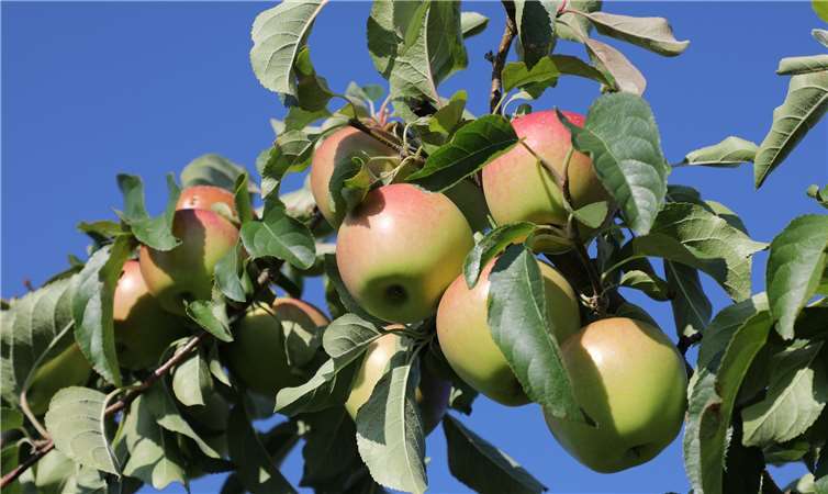 Apfelmus gehört einfach dazu! Und auch in süßem Gebäck macht sich das heimische Obst hervorragend.Fotos: CEW