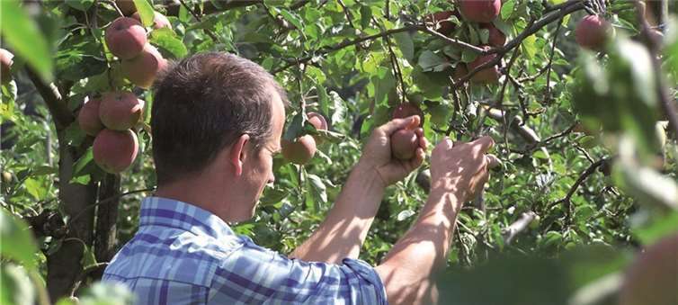 Apfelpflücken für die ganze Familie.Privat